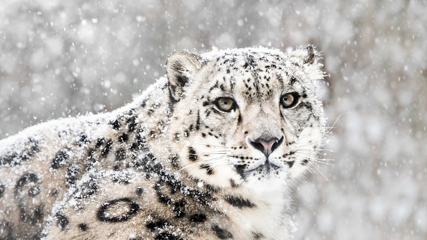 Snow leopard in a snow storm.