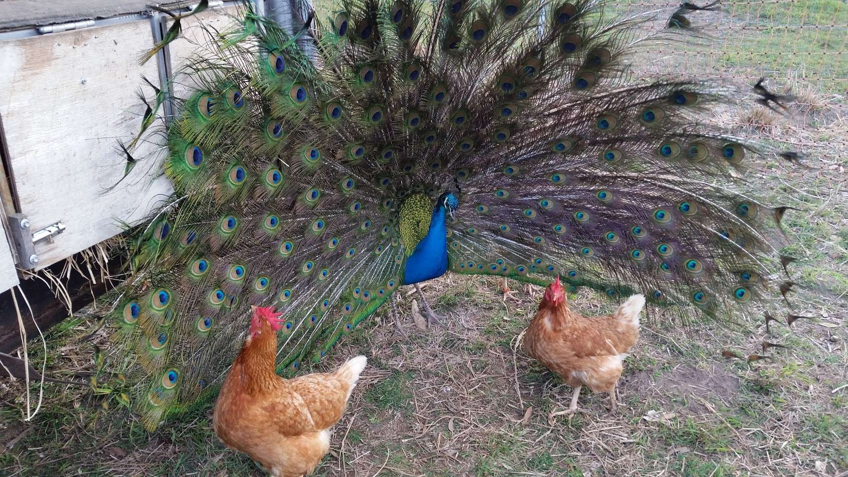 Percival often tries to impress the hens with his feather display, but is yet to find love