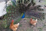 Percival often tries to impress the hens with his feather display, but is yet to find love