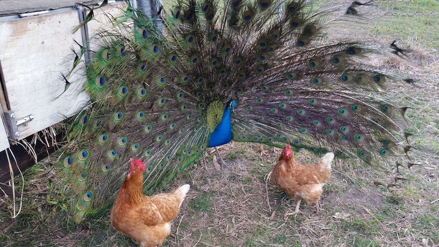 Percival often tries to impress the hens with his feather display, but is yet to find love