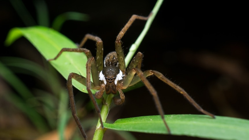 Close-up of a brown and white spider on green foliage.