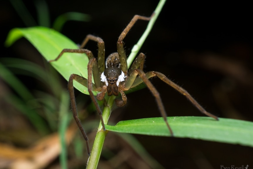 Close-up of a brown and white spider on green foliage.