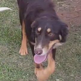 A kelpie