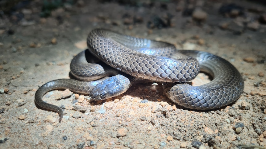 Night research helps scale up estimates of grey snake population in NSW  floodplains - ABC News