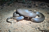 A long, curled up snake on gravelly dirt.
