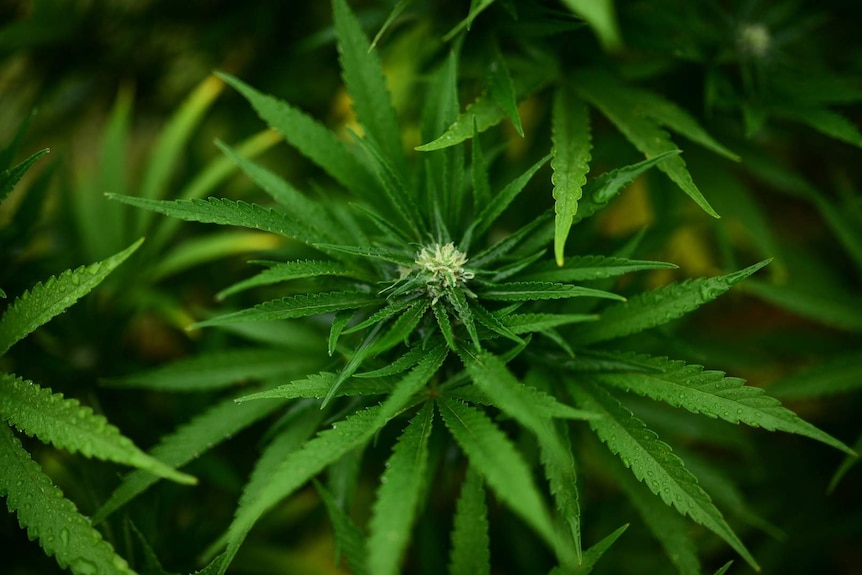 A cannabis plant