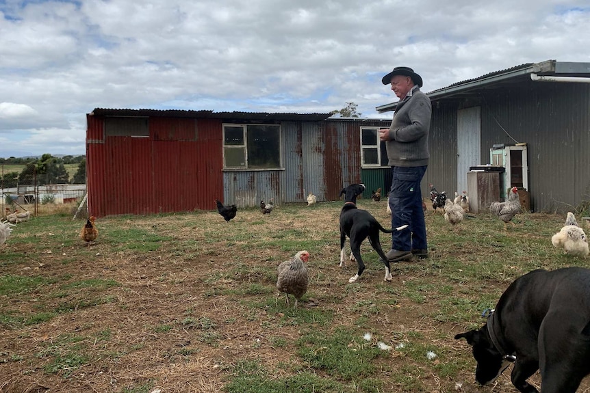 A man stands in a yard feeding chickens.