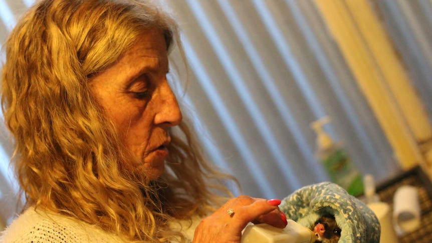 A woman feeds a possum wrapped in a blanket