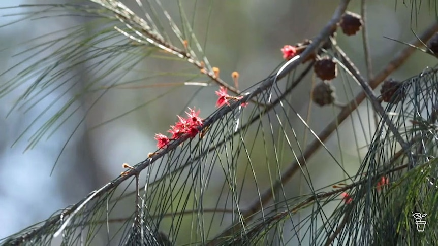Casuarina with red flowers growing on the stem.