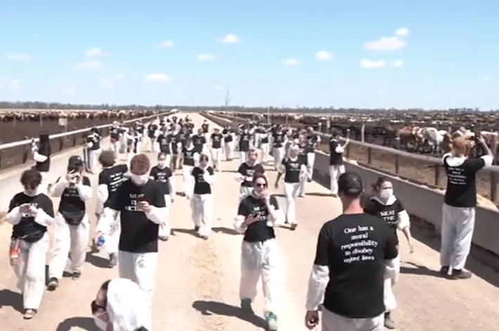 Animal rights activists on a cattle property