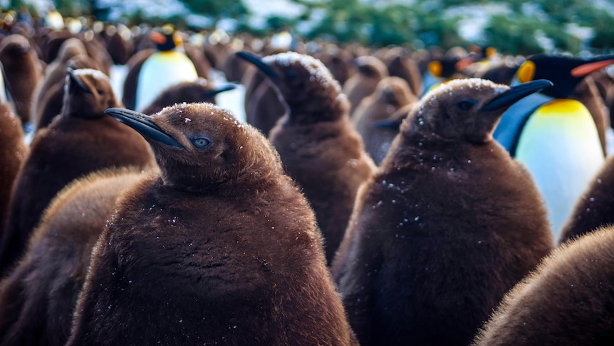 Two brown fluffy king penguin chicks close up, one looking at the camera
