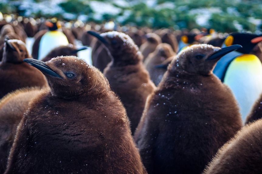 Two brown fluffy king penguin chicks close up, one looking at the camera