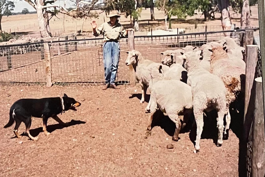 A female farmer in jeans and fawn shirt commands a black and tan working dog on sheep in yards.