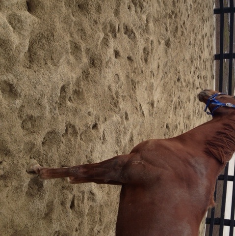 Horse in yard of new quarantine facility at Mickleham, Victoria