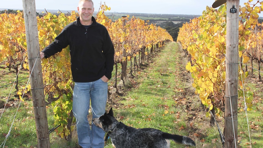 man and his dog in a vineyard
