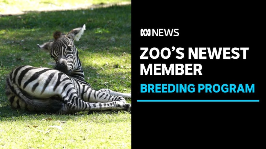 Zoo's Newest Member, Breeding Program: A zebra foal lies on grass.