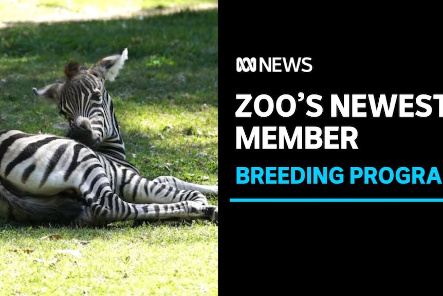 Zoo's Newest Member, Breeding Program: A zebra foal lies on grass.