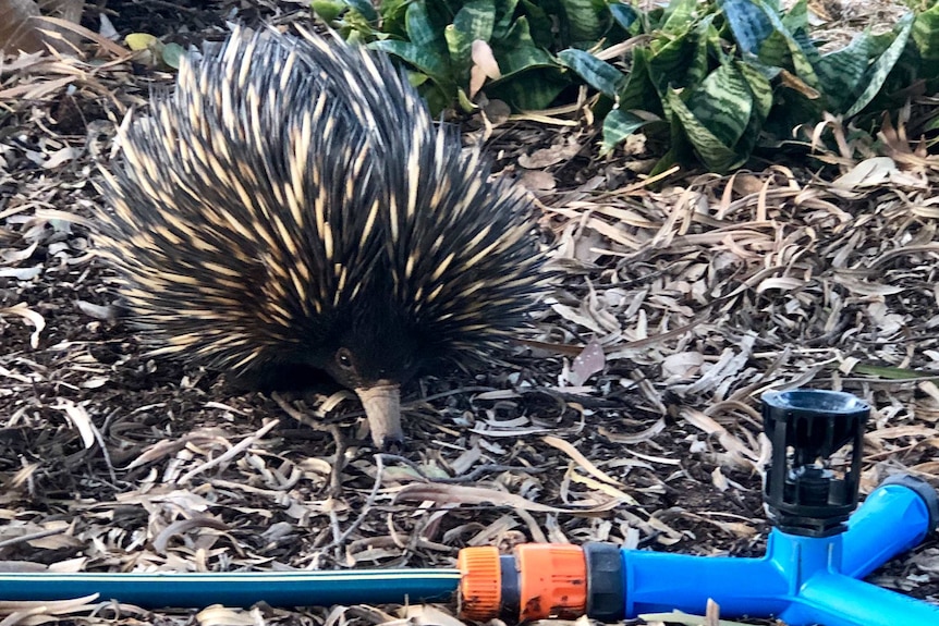 An echidna rests near a hose in a garden