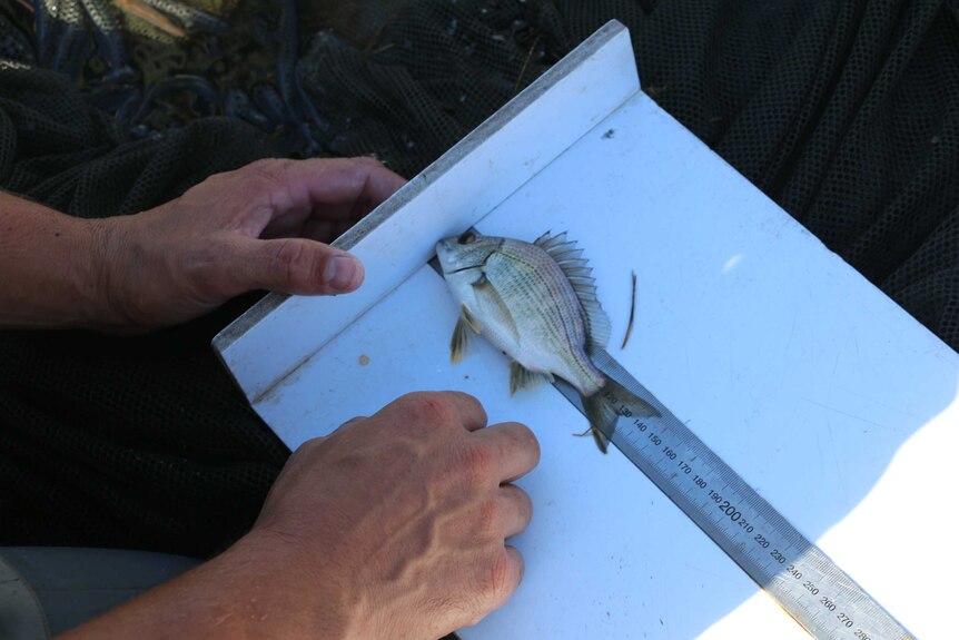 Close-up of hands measuring a fish using a ruler mounted on a board.