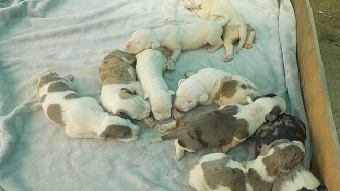 Litter of ten white and brown puppies sleeping snuggled against each other in a wooden crate.