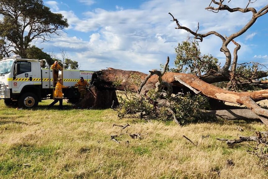 A big tree lies on its side after being felled