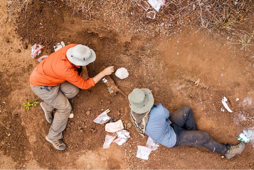 Two scientists lay on the dirt as they search the dirt for skeleton bones. 