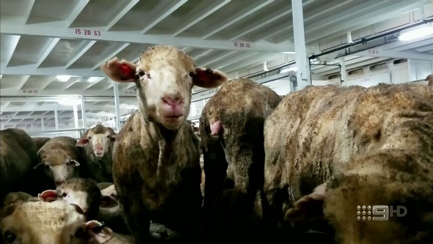 Sheep with coats brown and matted from dirt and faeces crowded in a pen on an export ship.