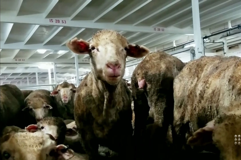 Sheep with coats brown and matted from dirt and faeces crowded in a pen on an export ship.