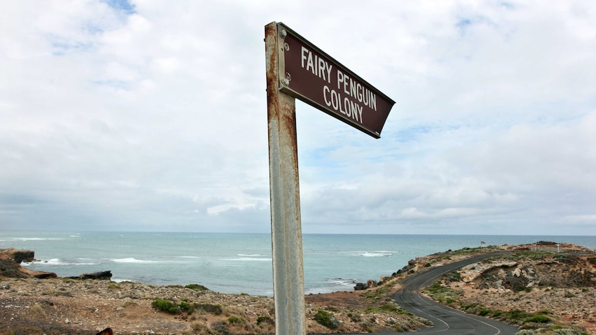 Cape Northumberland fairy penguin colony