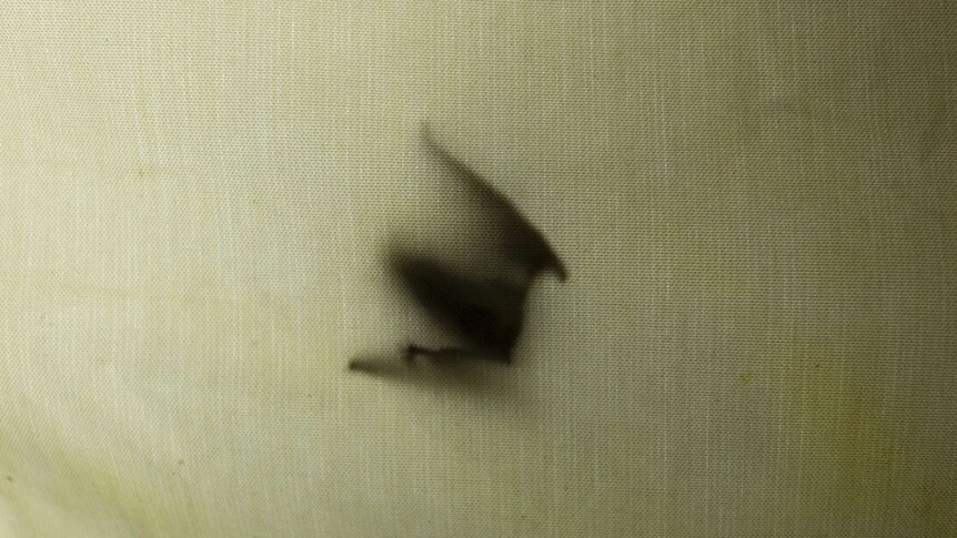 The shadow of a bat caught in trap on Lord Howe Island.