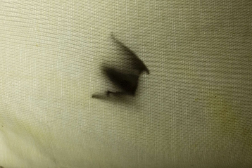 The shadow of a bat caught in trap on Lord Howe Island.