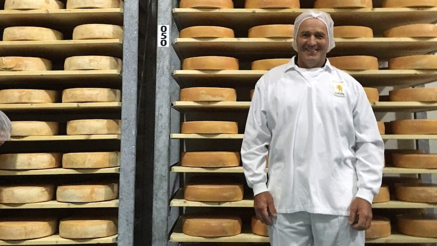 Trays of cheese in maturing room of cheese factory with man in sterile suit standing in front smiling