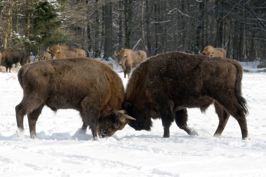 Two bison butt heads with bison in background