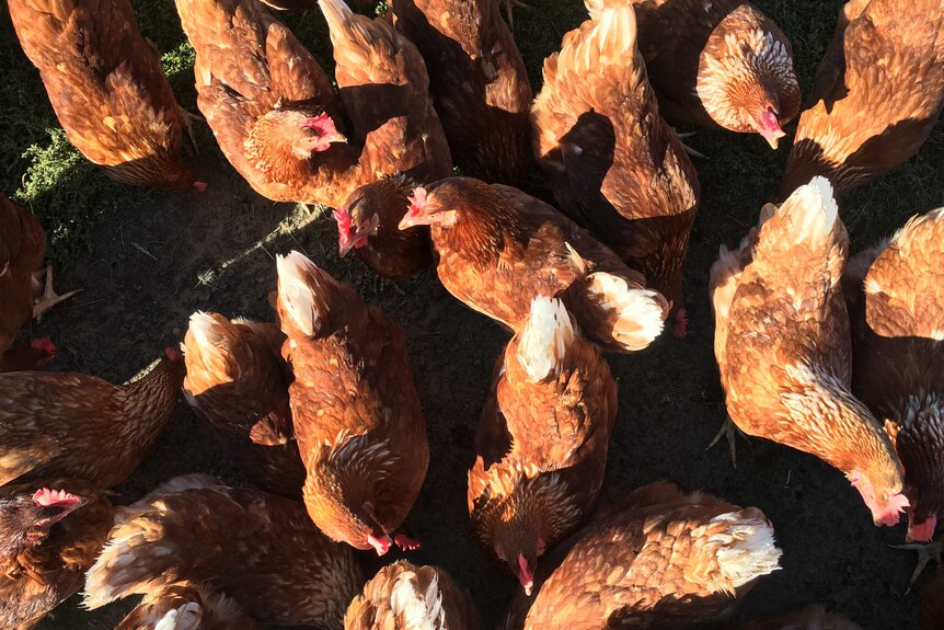 There are about 10 chickens walking around, looking at them from a birdseye view.