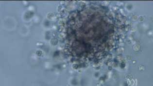 Political debate: The Bill would allow the cloning of embryos for their stem cells (file photo).