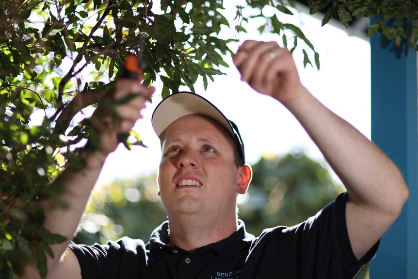 Matt Sismey has his arms up and his looking up as he prunes a tree.