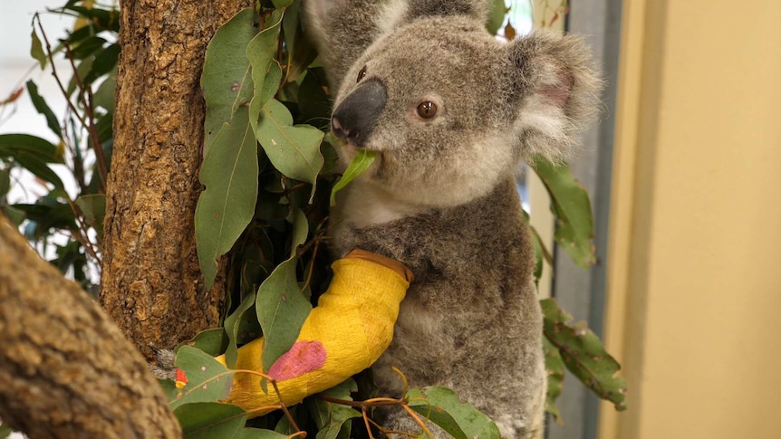 A koala in a tree eating a leaf with a yellow cast on its broken arm