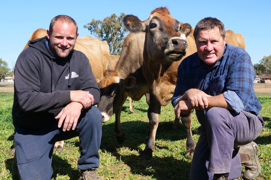 Todd and Brian Wilson kneel down in a paddock with some jersey cows behind them.