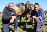 Todd and Brian Wilson kneel down in a paddock with some jersey cows behind them.