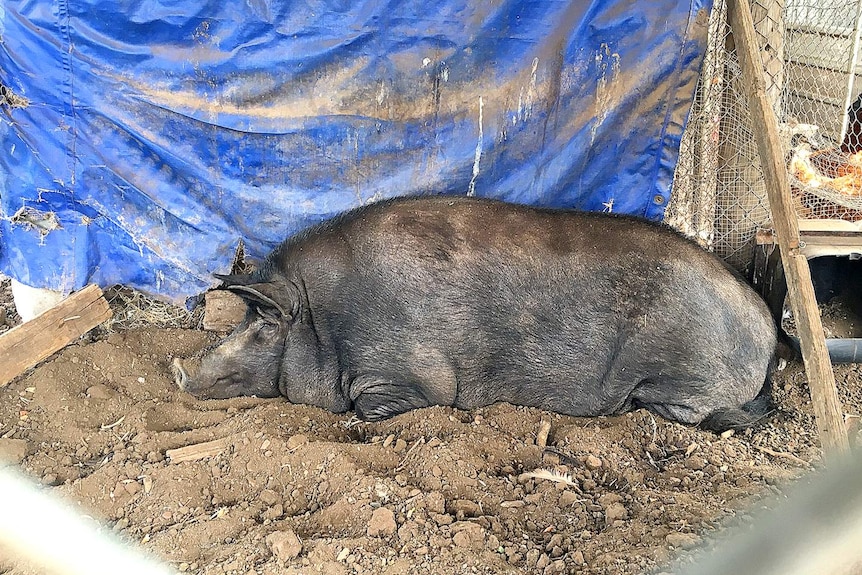 Could this be hog heaven?