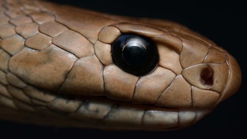 A close-up of an eastern brown snake -- you can see its large black eye and irregular brown scales