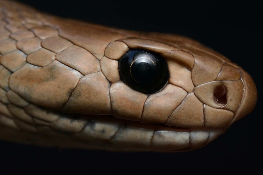 A close-up of an eastern brown snake -- you can see its large black eye and irregular brown scales