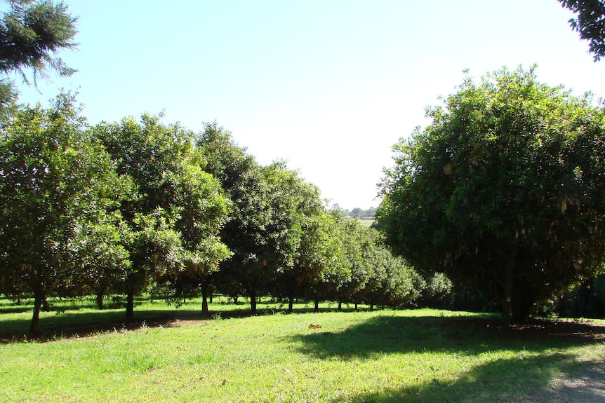 Macadamia tree's on Macadamia plantation