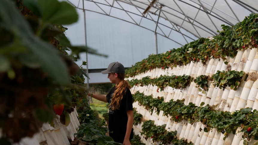 A young girl picking strawberries in an indoor greenhouse.