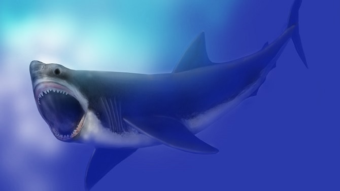 Artist's impression of megalodon shark