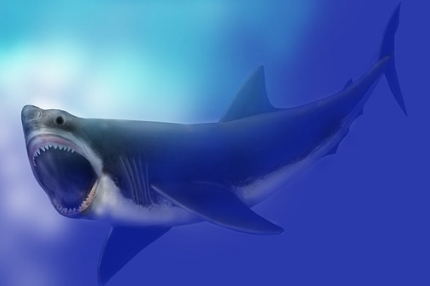 Artist's impression of megalodon  shark.
