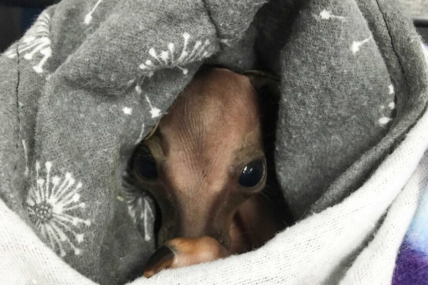 An injured wallaby joey looks out from a blanket.