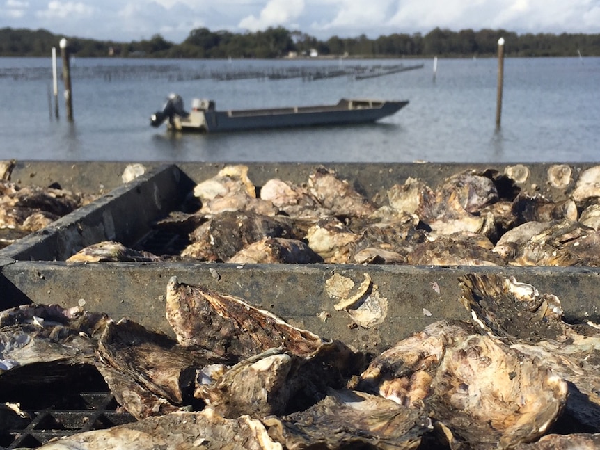 Oysters