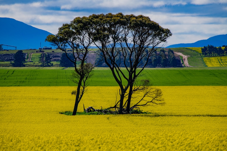 A tree stands amid a field of yellow canola flowers.