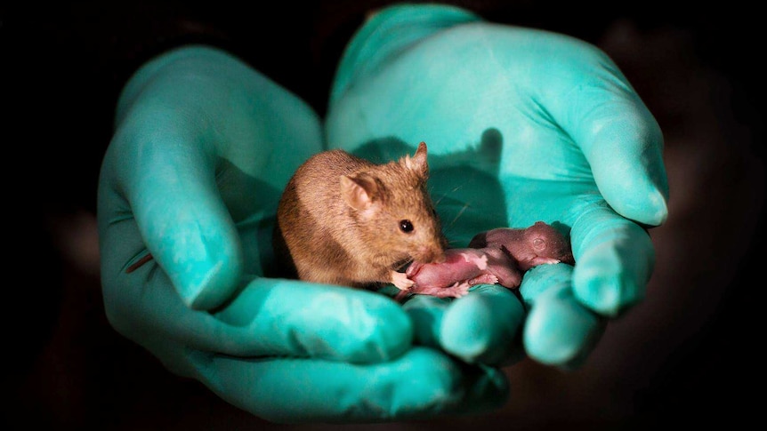 A person wearing gloves holds a female mouse and her two pups in their hands.